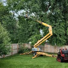 How Our Tree Care Process Works  in  Noblesville, IN