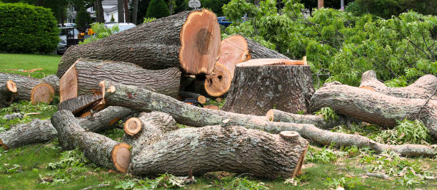 Leaf Removal in Noblesville, IN